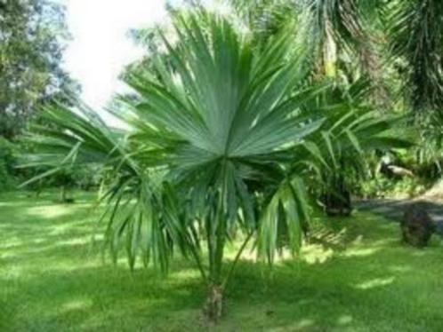 10 x Sabal Mauritiiformis, Bay Palmetto palm boom zaden, Tuin en Terras, Bloembollen en Zaden, Zaad, Gehele jaar, Ophalen