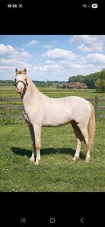 Ter dekking aangeboden, Dieren en Toebehoren, Hengst