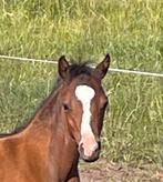 Welsh hengstveulen C maat, Dieren en Toebehoren, Pony's, 0 tot 2 jaar, Hengst, C pony (1.27m tot 1.37m), Onbeleerd