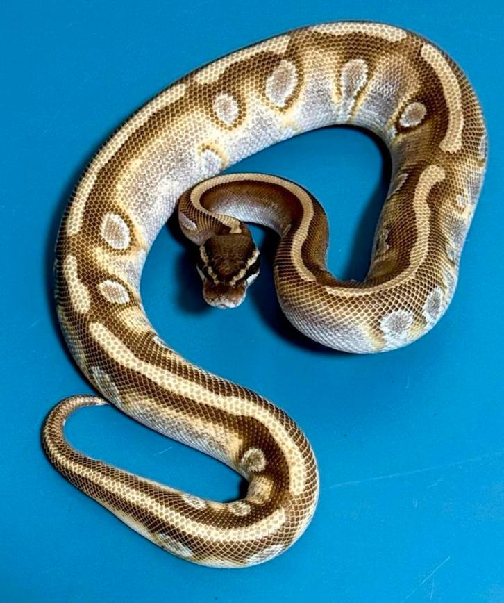 1.0 Man Stranger Odium Mojave Pastel 66% ph. Clown. B Python