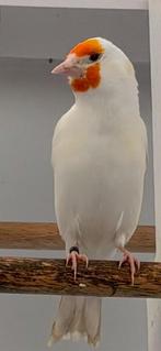 Putter satinet poppen, Vrouwelijk, Wildzangvogel, Geringd