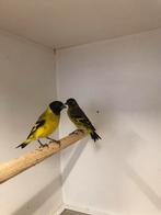 Div kooi en volière vogels, Dieren en Toebehoren, Meerdere dieren