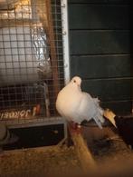 Duiven  4 stuks, Dieren en Toebehoren, Vogels | Duiven, Meerdere dieren, Overige soorten