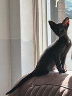Peterbald poesje op zoek naar personeel, Dieren en Toebehoren, Katten en Kittens | Raskatten | Korthaar, Poes, Gechipt, 0 tot 2 jaar