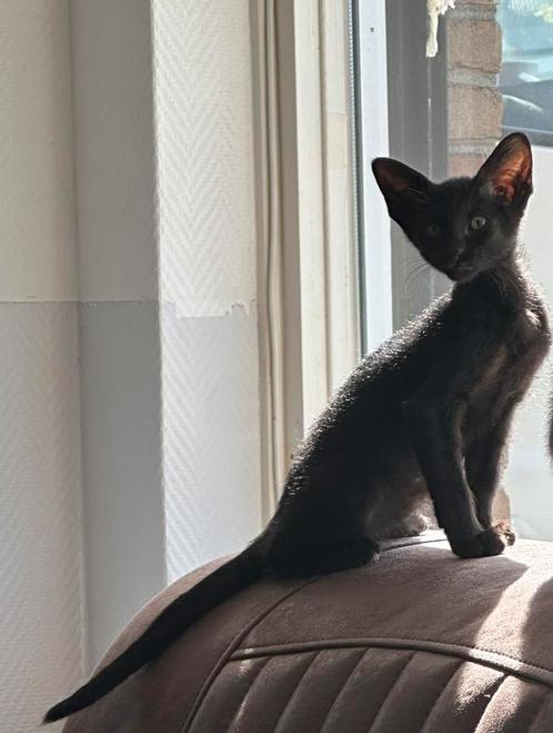Peterbald poesje op zoek naar personeel, Dieren en Toebehoren, Katten en Kittens | Raskatten | Korthaar, Poes, 0 tot 2 jaar, Gechipt