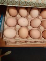 Broedeieren, Dieren en Toebehoren, Ophalen of Verzenden, Nieuw, Overige typen