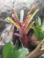 Bromelia stekjes, Ophalen of Verzenden, Zo goed als nieuw