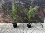 Phoenix canariensis 200cm hoog, Ophalen, Zomer, Volle zon