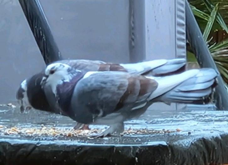 Kruising takla X pauwstaart koppel zoekt goed thuis, Dieren en Toebehoren, Vogels | Duiven