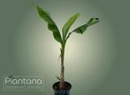 Bananenplant - Musa Basjoo, Ophalen, Volle zon, Vaste plant, Bloeit niet