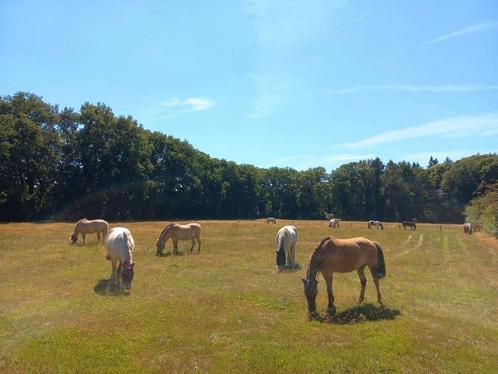 2 plekken vrij op Stal de Ploeg. Wenum Wiesel (Apeldoorn)., Dieren en Toebehoren, Stalling en Weidegang