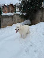 Lief thuis gezocht voor Lemon gratis voor en heel goede huis, Reu, Poolhond, Parvo, Eén hond