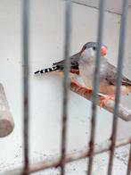 Koppel Zebravinken, Dieren en Toebehoren, Vogels | Overige Vogels, Meerdere dieren, Tropenvogel