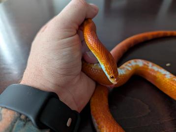 Een prachtig paar Rattenslang -  Hypo Bloodred Pied beschikbaar voor biedingen