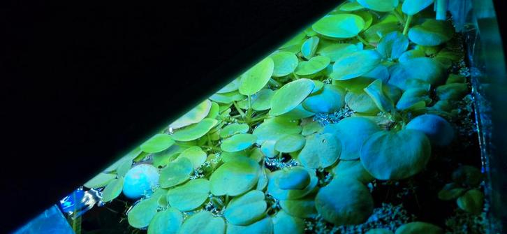 Drijfplanten kikkerbeet, Dieren en Toebehoren, Vissen | Aquariumvissen, Vis