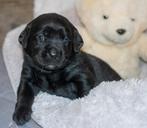 Labrador pups., 8 tot 15 weken, Labrador retriever, CDV (hondenziekte), Meerdere