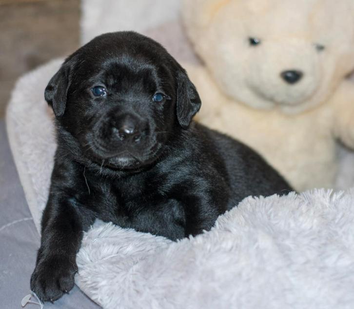 Labrador pups., Dieren en Toebehoren, Honden | Retrievers, Spaniëls en Waterhonden, Meerdere dieren, Labrador retriever, Particulier