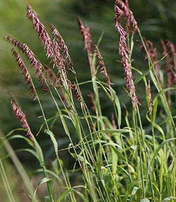Parelgras - roodzwarte aren - Melica altissima 'Atropurpurea beschikbaar voor biedingen