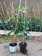 Grote partij Hedera Helix Klimop - Gestokt, Tuin en Terras, Ophalen of Verzenden, Bloeit niet, Klimplanten, Halfschaduw