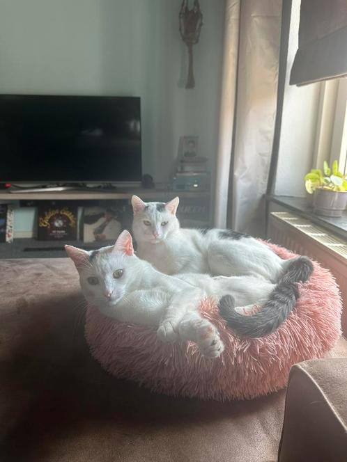 Afhankelijke Kater, Dieren en Toebehoren, Katten en Kittens | Overige Katten, Kater