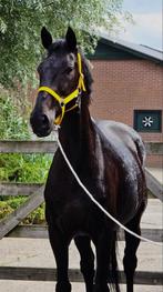Andiamo’s Gaston x Andiamo van het KapelhofBurggraaf merrie, Dieren en Toebehoren, Paarden, Merrie