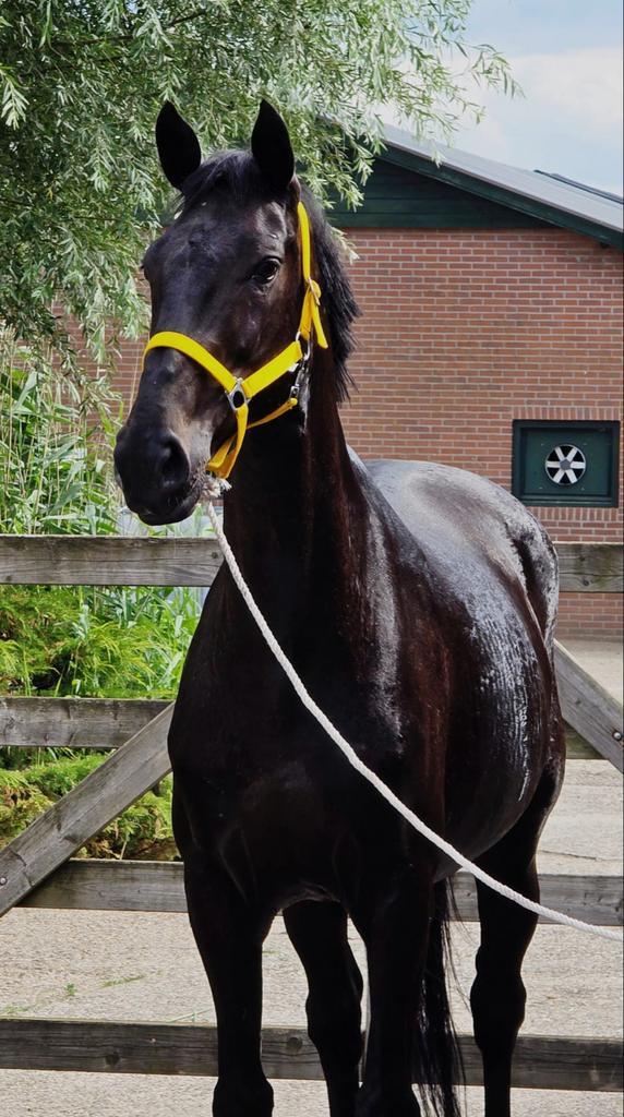 Andiamo’s Gaston x Andiamo van het KapelhofBurggraaf merrie, Dieren en Toebehoren, Paarden, Merrie