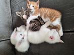 Super lieve sociale kittens. Allen gereserveerd, Dieren en Toebehoren, Katten en Kittens | Overige Katten