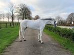 Super brave lieve merrie, Dieren en Toebehoren, Paarden, Merrie, Springpaard, Zadelmak, 170 tot 175 cm