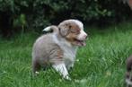 Prachtige miniature american shepherd pups mas Aussie, Dieren en Toebehoren, Overige rassen, CDV (hondenziekte), 8 tot 15 weken