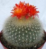 Cactus Notocactus Haselbergii in de 16cm terra cotta schaal., Huis en Inrichting, Kamerplanten, Ophalen of Verzenden, Minder dan 100 cm