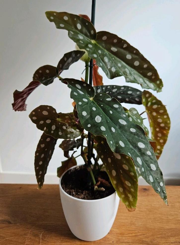 Kamerplant: stippenbegonia / stippenplant 35 cm, Huis en Inrichting, Kamerplanten, Overige soorten, Minder dan 100 cm, Groene kamerplant