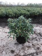 Rhododendron in diverse kleuren en maten, Ophalen, Vaste plant, Overige soorten, Halfschaduw