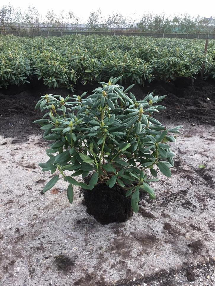 Rhododendron in diverse kleuren en maten, Tuin en Terras, Planten | Tuinplanten, Vaste plant, Overige soorten, Halfschaduw, Ophalen