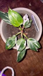 Philodendron white princess, Huis en Inrichting, Kamerplanten, Ophalen of Verzenden