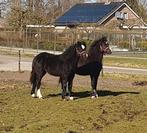 Mooie jaarling Welsh A hengst en merrie te koop, Dieren en Toebehoren, Pony's, Niet van toepassing, 0 tot 2 jaar, B pony (1.17m tot 1.27m)