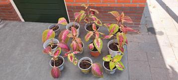 Coleusplant Solenostemon  (siernetel) met mooie bladeren. beschikbaar voor biedingen