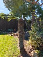 Palmboom, Tuin en Terras, Planten | Bomen, 100 tot 250 cm, Zomer, Palmboom, Ophalen