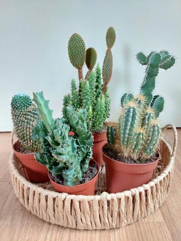 Cactus/Cactussen H: 19-33 cm. Ø 9/10,5/12 cm. 2 voor € 10,- beschikbaar voor biedingen