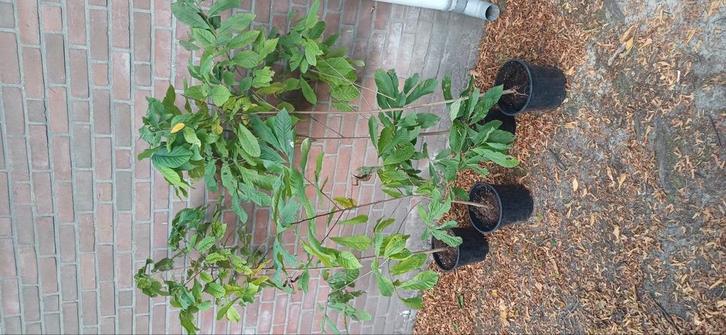 Pawpaw Asimina, Tuin en Terras, Planten | Tuinplanten, Siergrassen, Ophalen