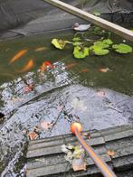 Goudwinde en goudvissen voor de vijver, Dieren en Toebehoren, Vissen | Vijvervissen, Goudvis(sen)