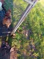 Zijdehoender haan te koop, Dieren en Toebehoren, Pluimvee, Mannelijk, Kip