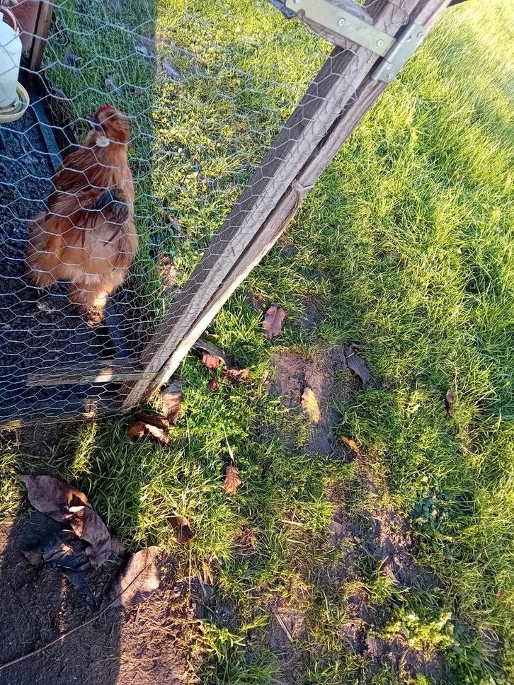 Zijdehoender haan te koop, Dieren en Toebehoren, Pluimvee, Kip, Mannelijk
