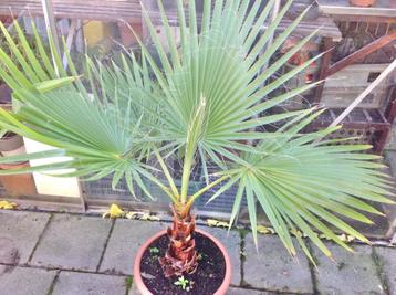 WASHINGTONIA FILIFERA, 12 jaar oude zaailing, nog 1 stuks beschikbaar voor biedingen