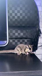 Sugar gliders mannetjes, Mannelijk, Mei, Overige typen, Tam