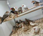 Gezocht verschillende soorten tropen, Dieren en Toebehoren, Vogels | Overige Vogels, Meerdere dieren