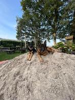 Duitseherder pups, Dieren en Toebehoren, Honden | Herdershonden en Veedrijvers, Rabiës (hondsdolheid), 8 tot 15 weken, Meerdere