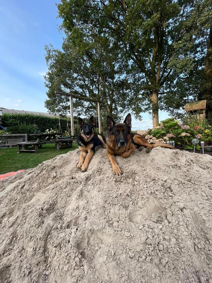 Duitseherder pups, Dieren en Toebehoren, Honden | Herdershonden en Veedrijvers, Meerdere dieren, Herder, Particulier, Meerdere