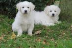 Golden Retriever kruising pups, Golden retriever, Nederland, CDV (hondenziekte), 8 tot 15 weken