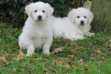 Golden Retriever kruising pups beschikbaar voor biedingen