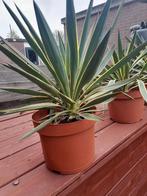 Yucca Filamentosa palmlelie, Zomer, Vaste plant, Overige soorten, Ophalen